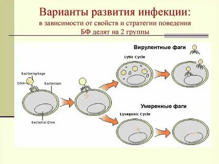 Литические бактериофаги
