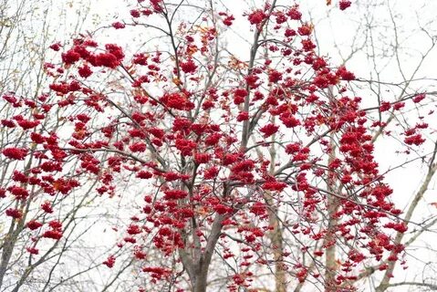 Кудрявое дерево рябины усыпано ягодами