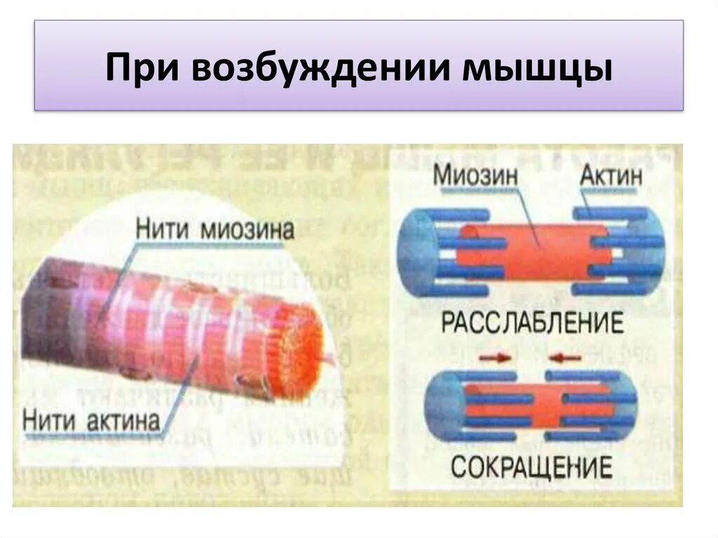Нервные волокна скорость передачи импульса. Возбуждение мышечной ткани. Регуляция сокращения гладкой мышечной ткани. Физиологические свойства нервной ткани. Двигательные нервные волокна мышцы.