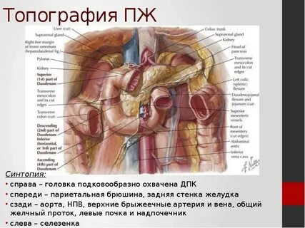 Топография поджелудочной