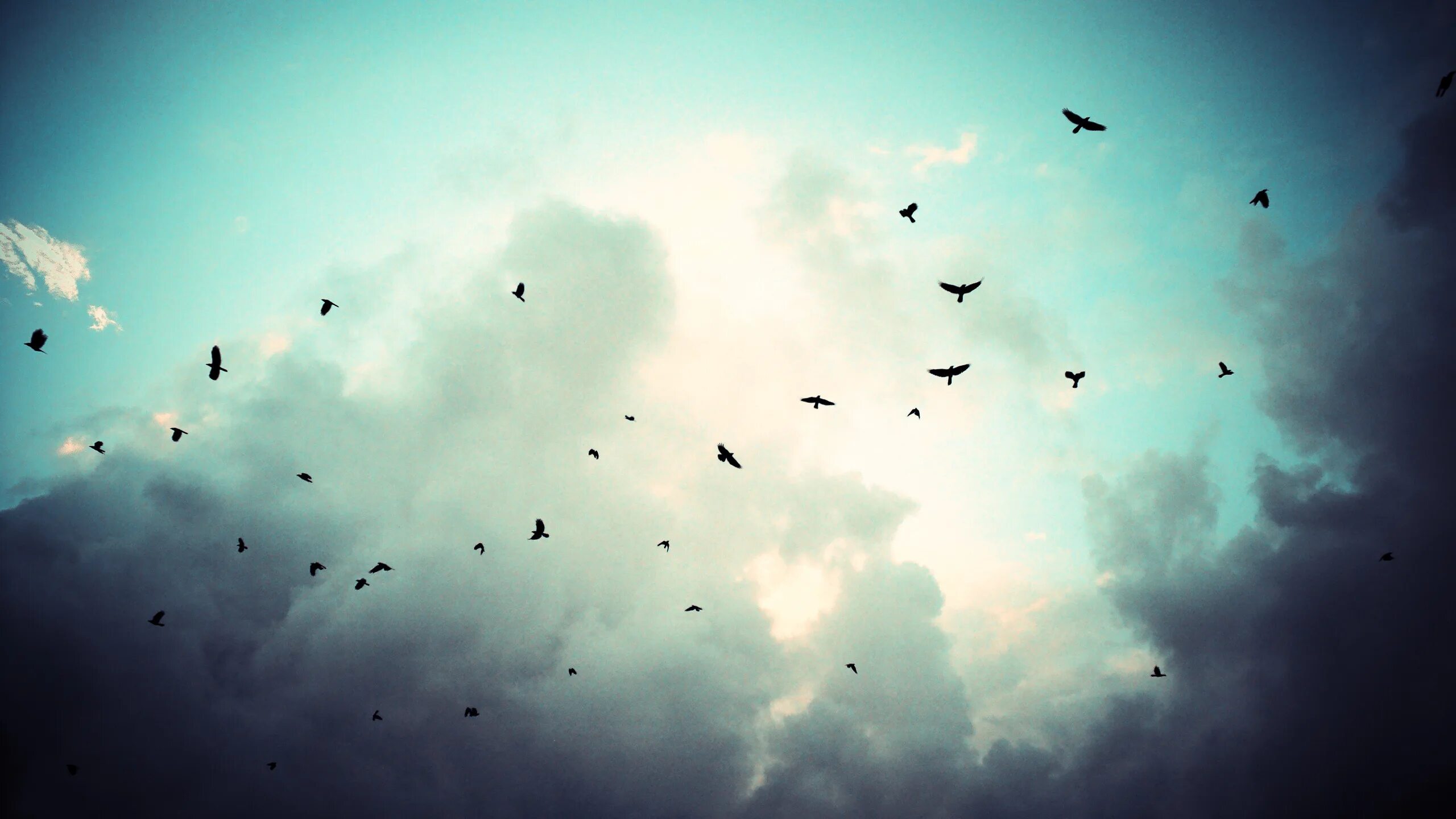 Птицы в небе. Стая птиц в небе. Птицы на фоне неба. Много птиц.