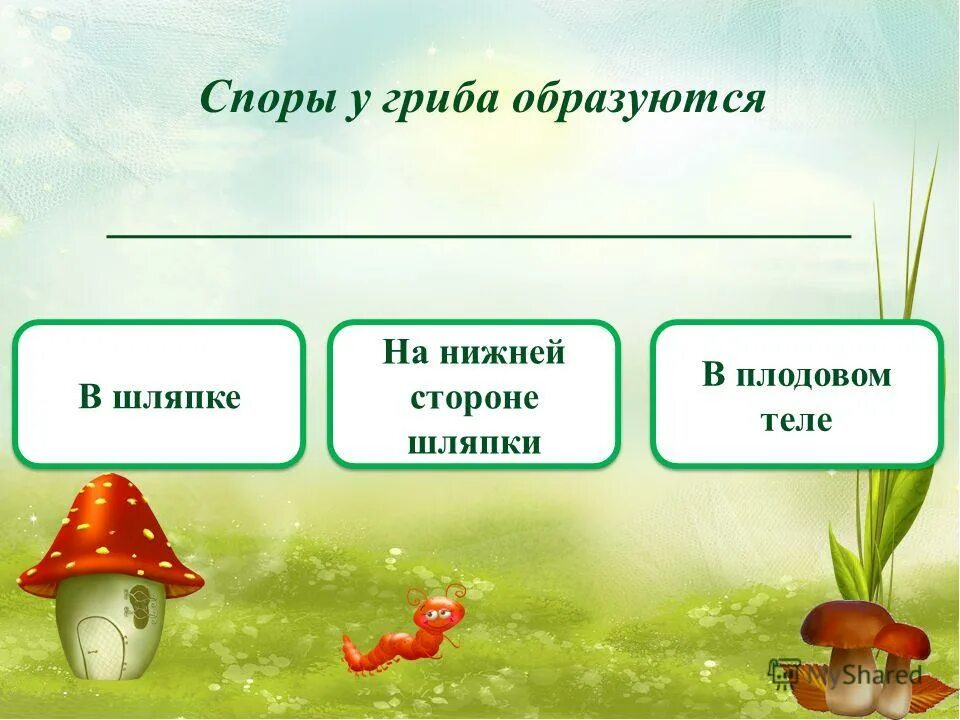 Наблюдение за грибом биология. Алгоритм сбора грибов биология 5 класс. Гриб образовать новое слово. Блиц игра по биологии грибы с ответами. В шляпке гриба образуются