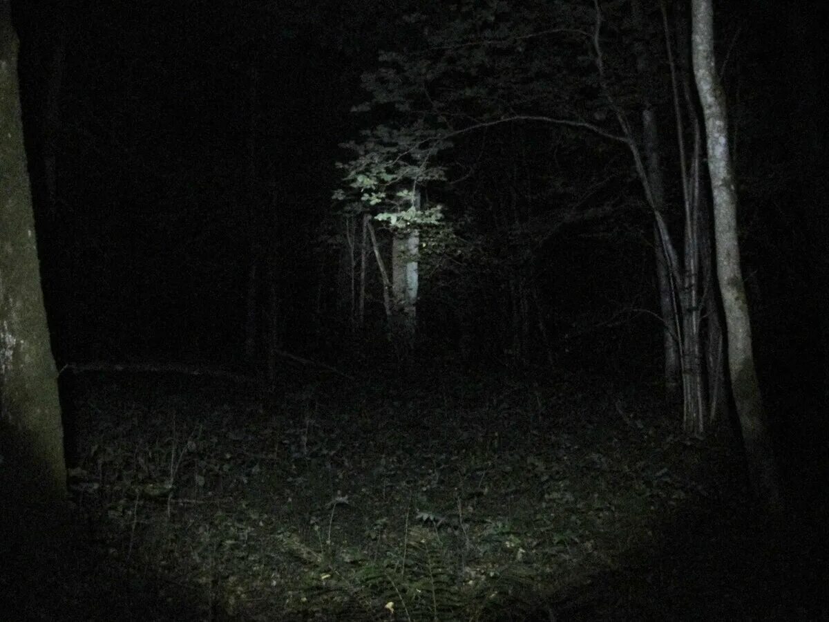 Спрятанные в темноте. Страшное существо в темноте. Страшные существа ночью. Лес призраков.