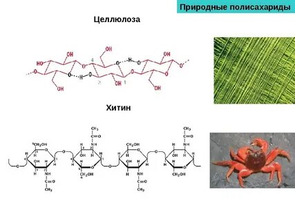 Хитин в клеточной стенке растений