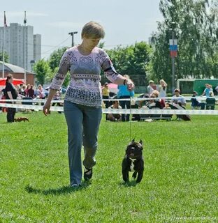 Выставки собак в твери