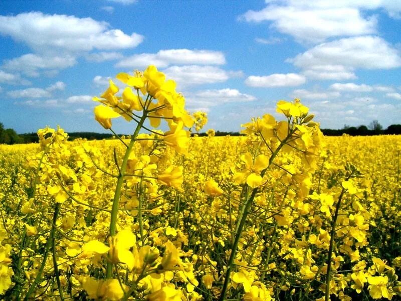 Рапс где используют. Рапс яровой. рапс масличная культура. рапс яровой и озимый. соцветие рапса.