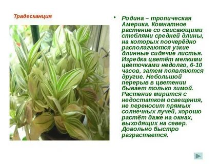 Традесканция комнатная польза
