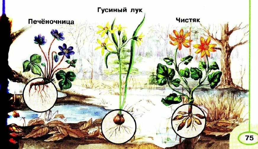 Раннецветущие весенние цветы. Пробуждение растений. Пробуждение растений весной. Весеннее Пробуждение растений окружающий мир. Весеннее пробуждение растений тест