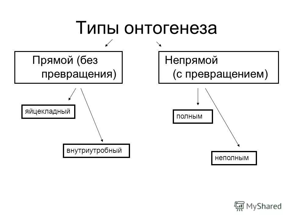 Онтогенез контрольная. Типы онтогенеза Непрямое развитие. Типы онтогенеза прямой и непрямой. 2 Типа онтогенеза. Виды онтогенеза схема.