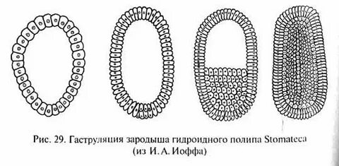Рис 29