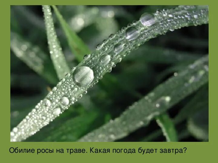 Серебряная капель. На одуванчике капельки росы. Роса на листьях. Цветы макросъемка. Серебристая роса.