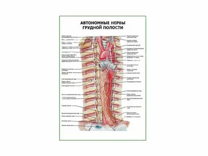 Нервная полость