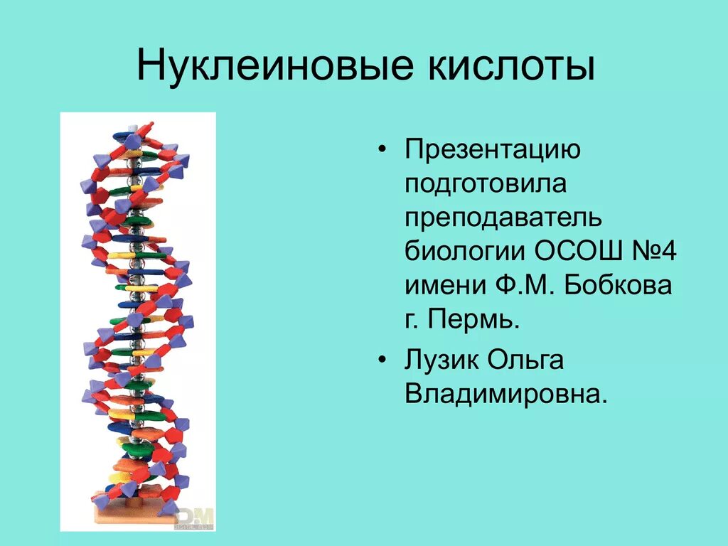 Нуклеиновые кислоты. Нуклеиновые кислоты биология. Нуклеиновые кислоты презентация. Схема строения нуклеиновых кислот.