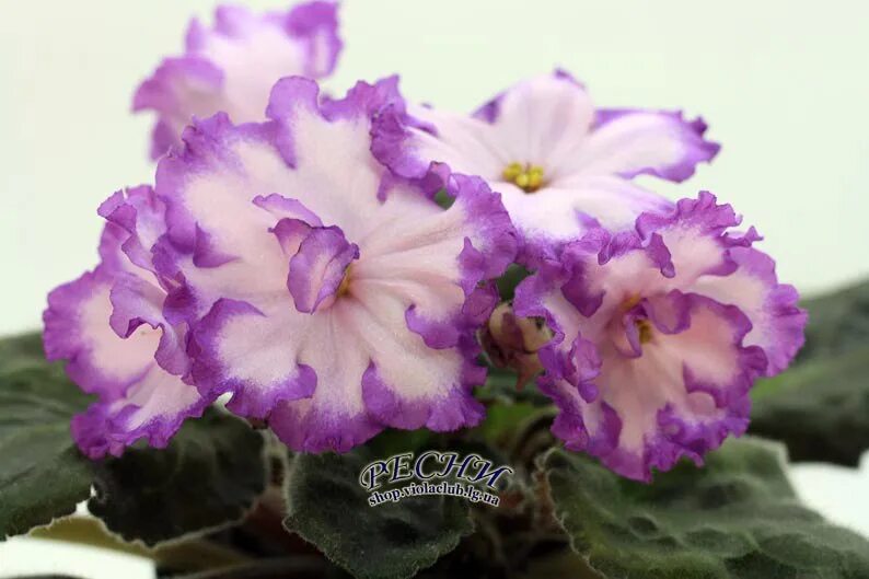 Фиалка ват готическая элегантность. Фиалка сорт ват готическая элегантность. Фиалка ват готическая элегантность. Фиалка сорт ват готическая элегантность. Фиалка элегантность.