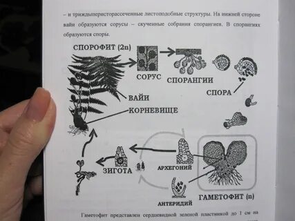 Спорофитом у папоротника является