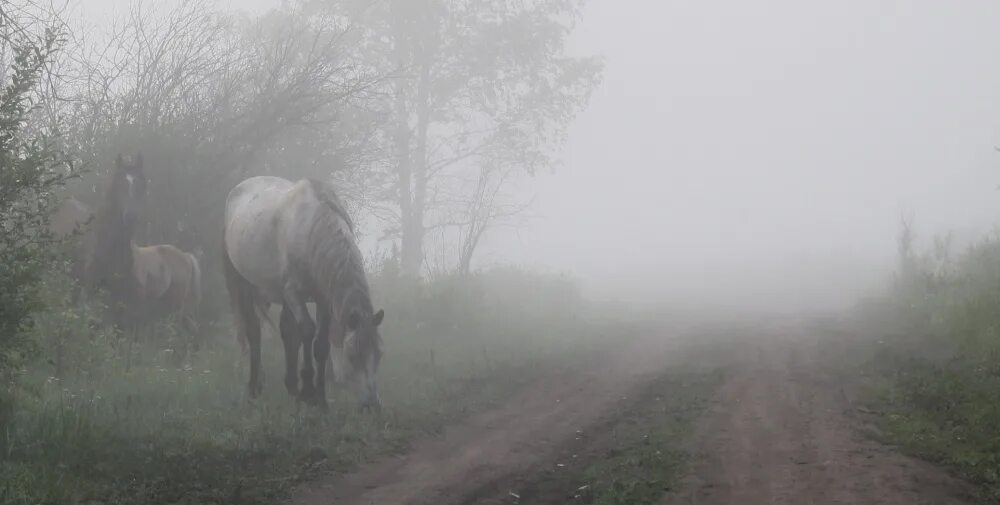 Лошадь в тумане. Скакуны в тумане. Утро туман лошади. Лошади в тумане картины. Подъезжая к лесу увидел он