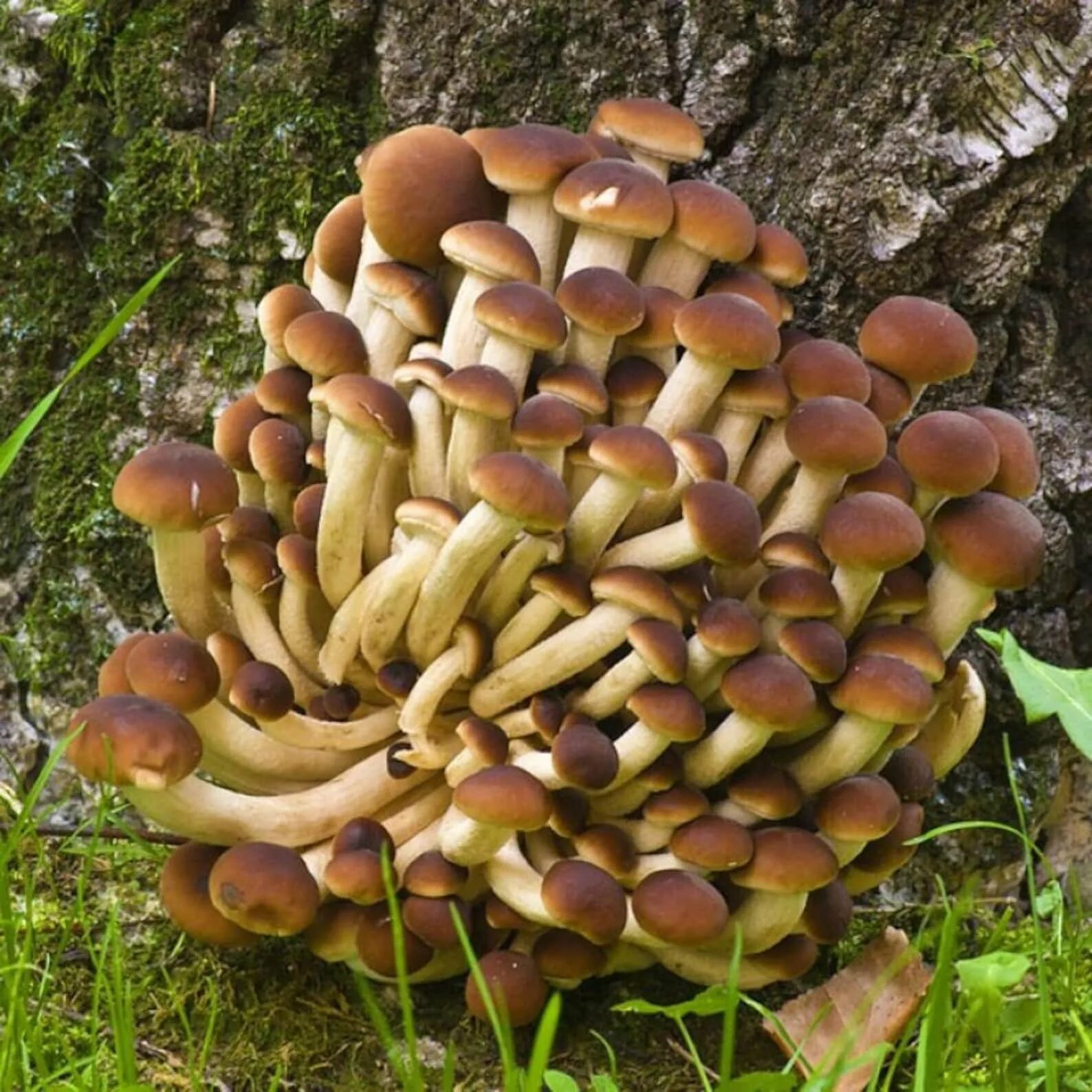 Agrocybe aegerita. Agrocybe aegerita гриб. Агроцибе Тополиный опенок. Грузинские грибы. Грузинский гриб