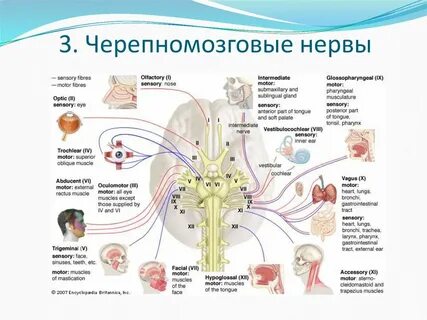 Нервная система черепно мозговые нервы