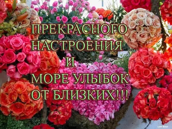 Спасибо прекрасного вам дня. Спасибо и вам прекрасного настроения. спасибо за прекрасное настроение. спасибо прекрасного дня. благодарю прекрасного дня.