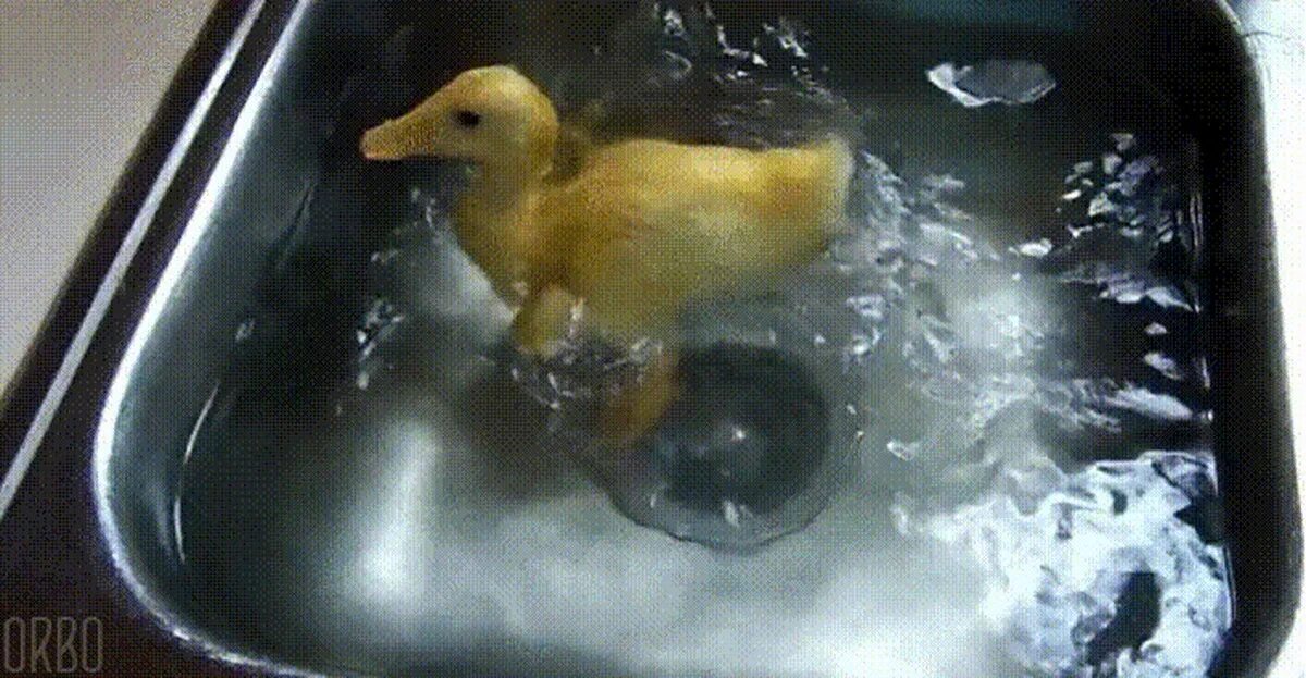 Утка в воде с солью