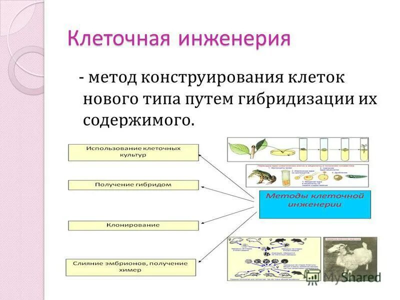 Клеточная инженерия характеристика. Задачи клеточной инженерии. Метод гибридизации соматических клеток. Достижения клеточной инженерии. Основные этапы клеточной инженерии.