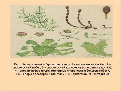 Где образуются споры у хвощей