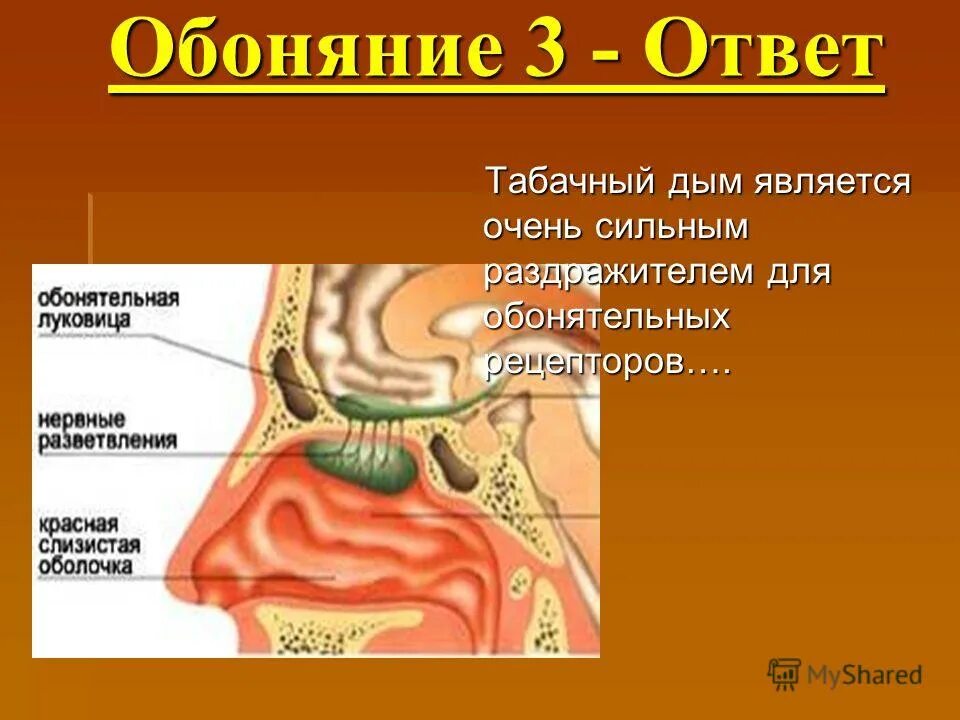 Чувствительность органа обоняния. Орган обоняния. Строение обоняния человека. Орган обоняния у человека. Орган обоняния» строеие.