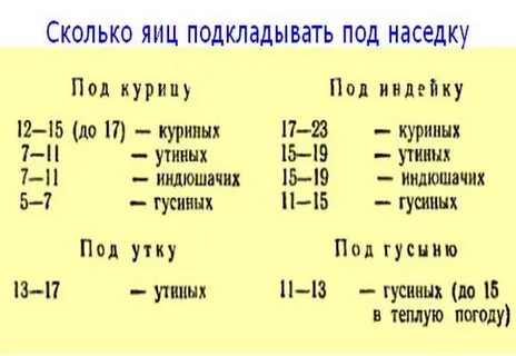 Сколько яиц можно подложить под курицу наседку