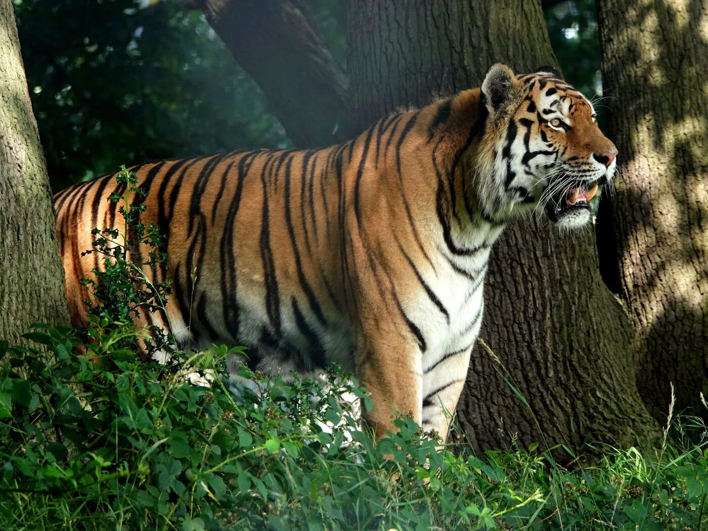 тигр в природе. кедровая падь амурский тигр. тигр в лесу. тигр в лесу. тигр летом.