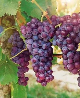 Сорт винограда кишмиш розовый
