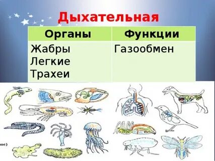 Органы дыхания и газообмен