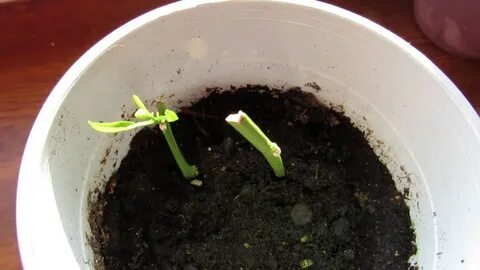 Укорененные зеленые черенки