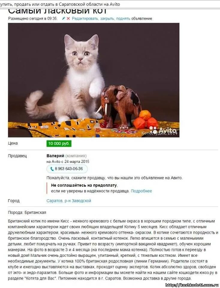 Свежие объявления о продаже животных. Прикольное объявление о продаже котят. смешные объявления о продаже котят. шуточные объявления о продаже котят. прикольные объявления про котят.