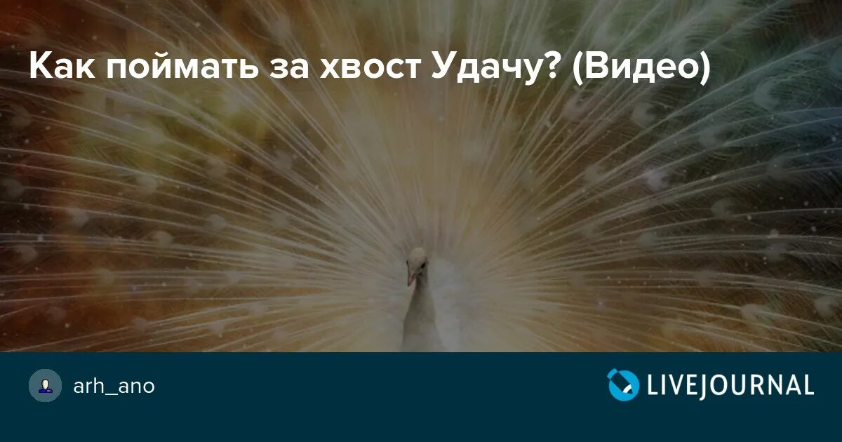 Поймать шлягер за хвост. Поймать шлягер за хвост. Поймай удачу за хвост. Поймай удачу за хвост. Ловить удачу.