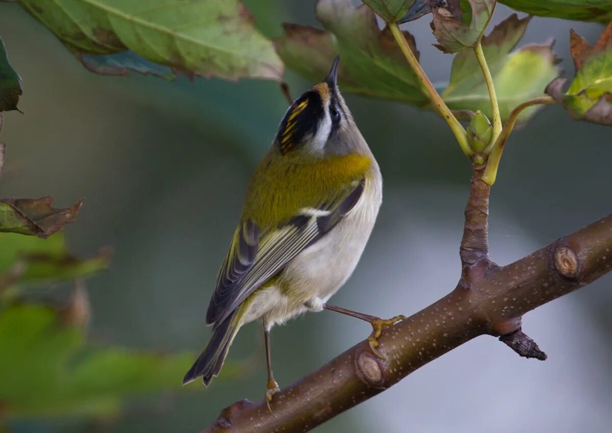 Золотоголовый королек. Желтоголовый королек самец. Желтоголовый королёк самка. Королек крупным планом. Королек в подмосковье.