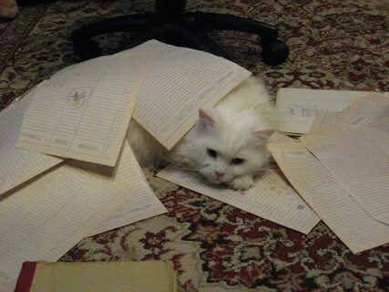 Коты мем бумаги