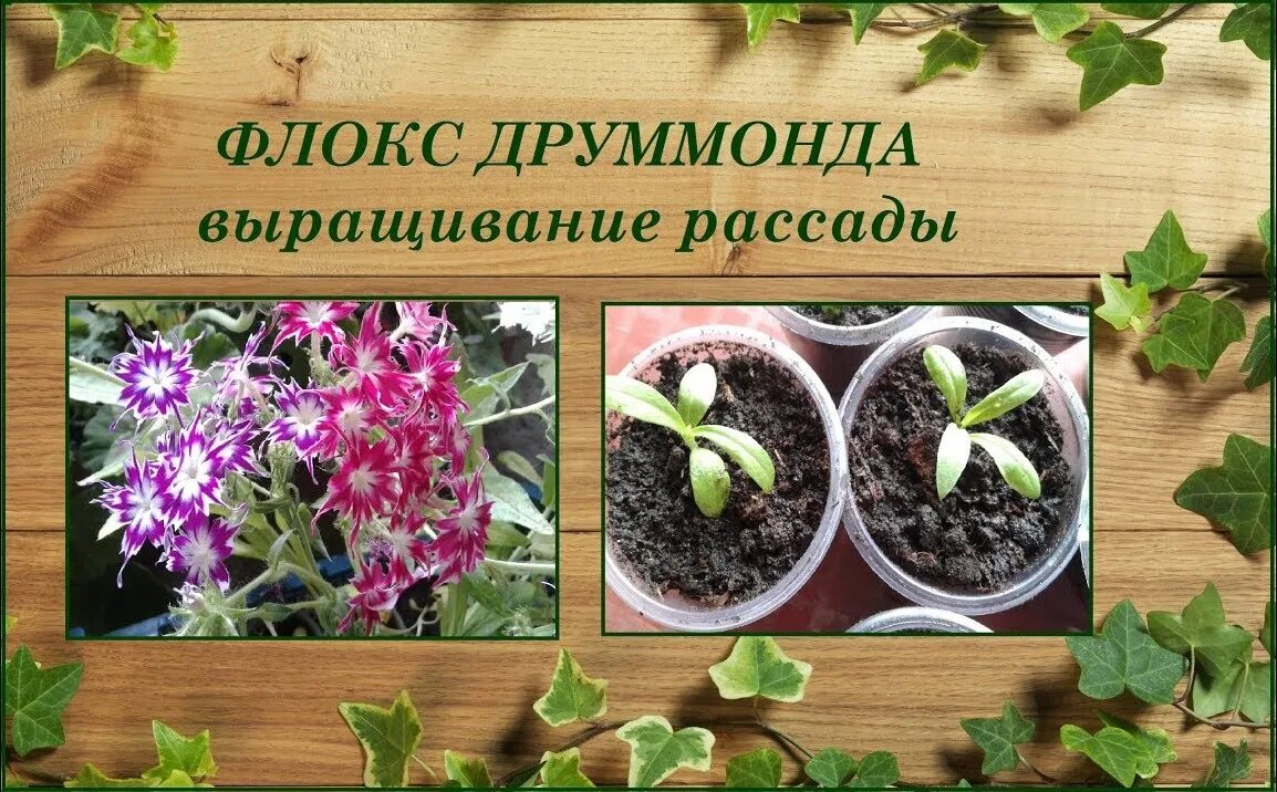 Флокс друммонда рассада. Флокс друммонда рассада всходы. Ростки флокса друммонда. Флоксы низкорослые рассада. Флоксы однолетние расс.