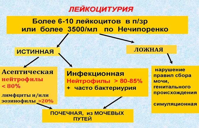 Лейкоциты в моче лейкоцитурия. Лейкоцитурия. Типы лейкоцитурии. Причины лейкоцитурии. Лейкоцитурия диагностическое значение.