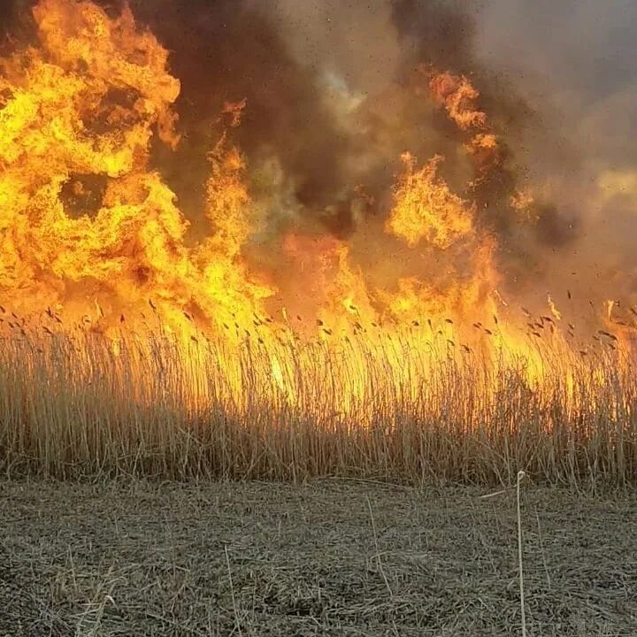 Сгоревшая жизнь