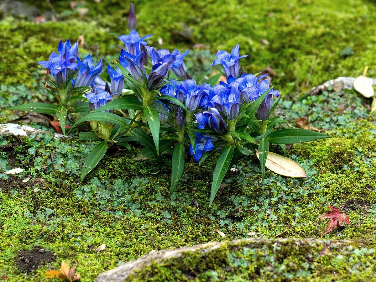 Горечавковые. Горечавка Даурская Gentiana dahurica. Горечавка шероховатая Gentiana scabra. Горечавка Тянь-Шаньская. Горечавка шершавая.