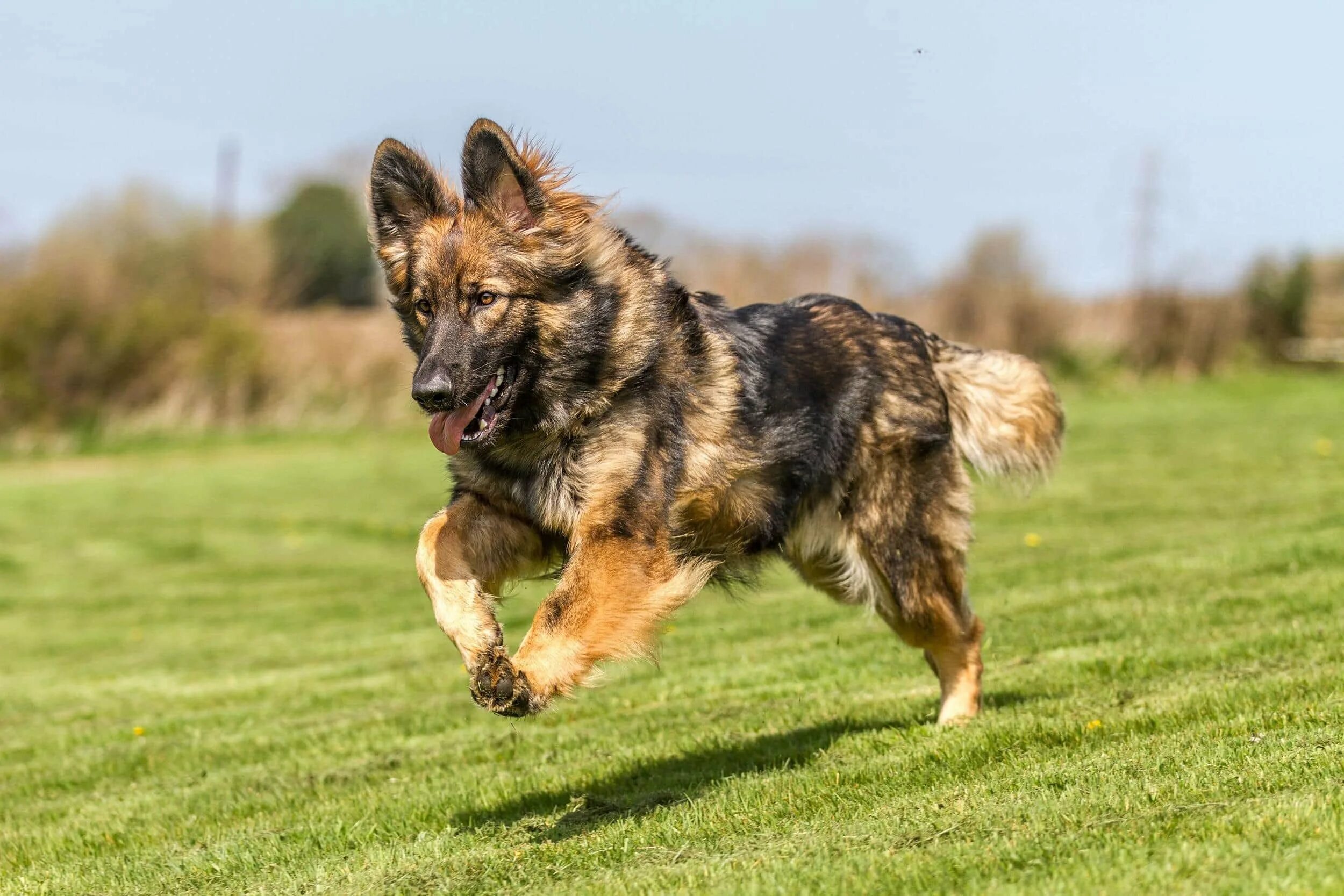 Собака на немецком. Немецкая овчарка длинношерстная. German Shepherd немецкая овчарка. Немецкая овчарка волкодав. Немецкая овчарка Шеферд.