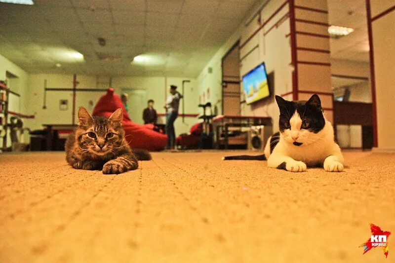 коте кафе воронеж. кошачье кафе воронеж. коте кафе воронеж. коте кафе воронеж. котокафе воронеж.