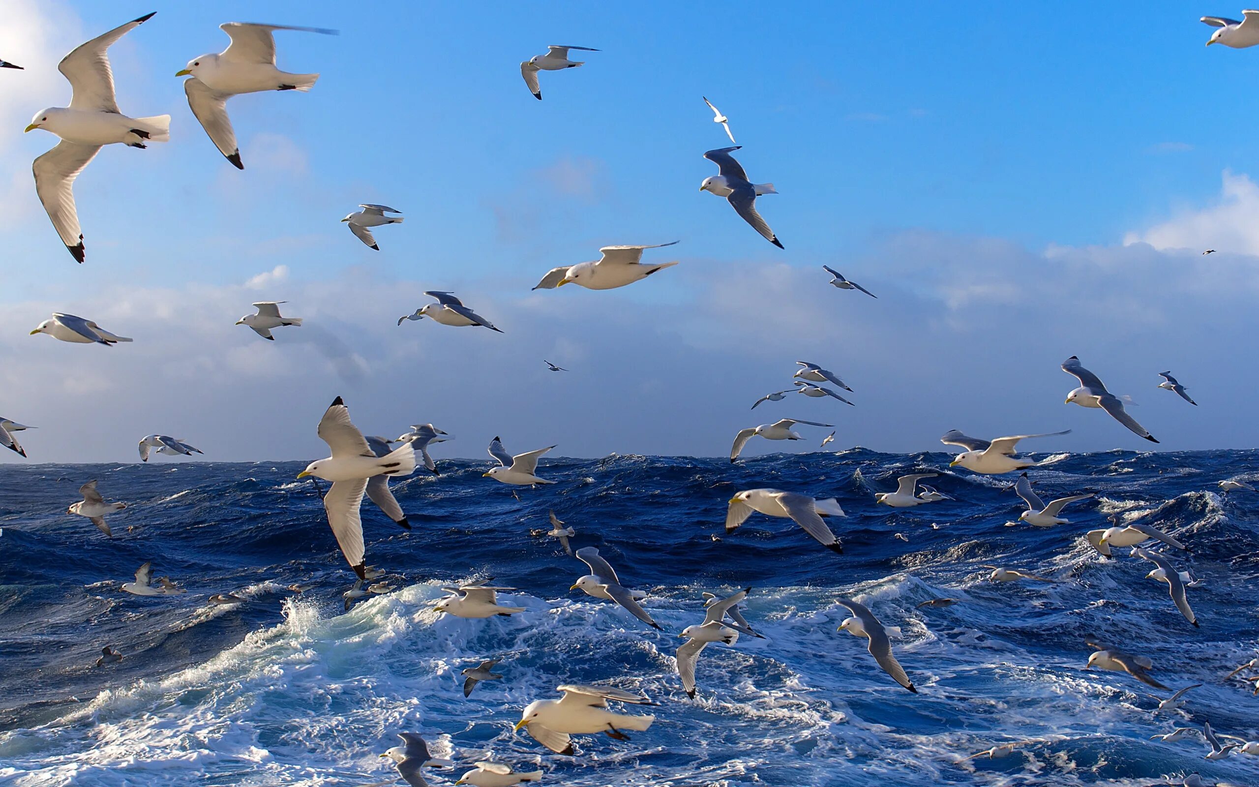 Птицы летающие под водой. Чайки над морем. Птицы над океаном. Птицы над морем. Птицы летающие над морем.