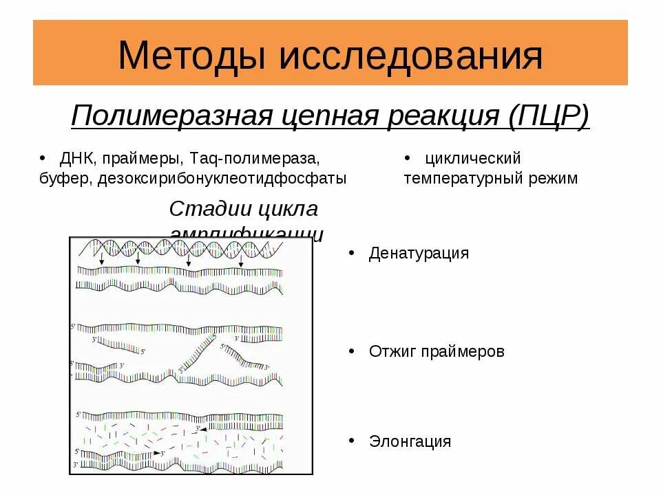 Полимеразная цепная реакция (пцр). Пцр денатурация отжиг элонгация. Праймеры для проведения пцр. Этап отжига пцр. Этап отжига пцр.