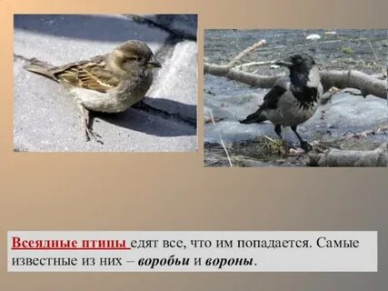 Всеядные птицы