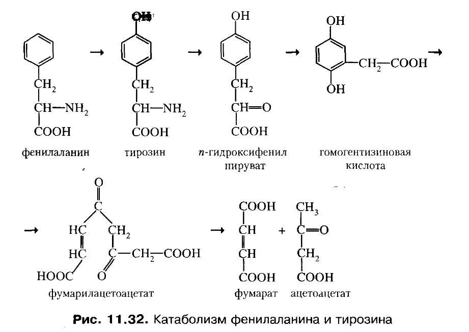 Тир формула. Превращение фенилаланина и тирозина в фумарат. Распад фенилаланина. Тирозин катаболизм тирозина. Обмен фенилаланина и тирозина.