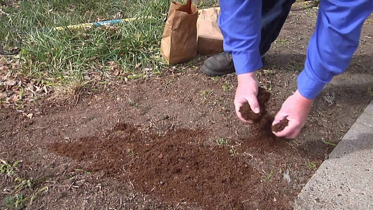 Сеять или сеить как правильно. Посадка газона. Посев семян газона. Посадка посевного газона. Посев газонной травы.