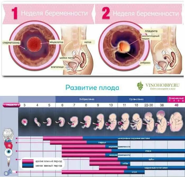 Формирование плода. Эмбрион по неделям. 1 неделя 5 суток