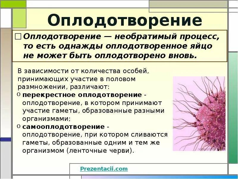 Какое значение для организма имеет размножение