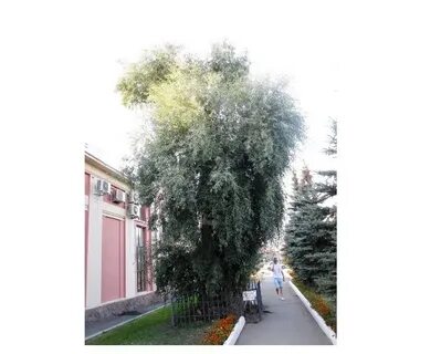 4 ива белая